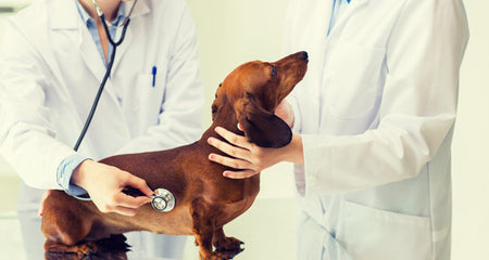 La insuficiencia pancreática exocrina en el perro