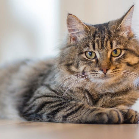Alopecia en gatos: evaluación clínica y diagnóstico diferencial