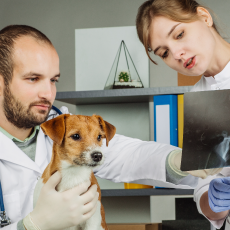 Cómo mejorar la retención de clientes en una Clínica Veterinaria