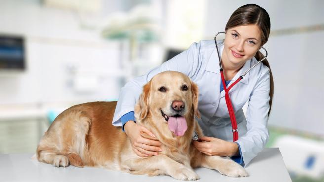 Neumotorax en perros: diagnóstico y tratamiento