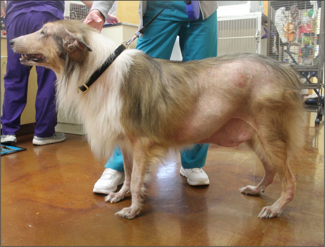 Hipotiroidismo canino: etiología y diagnóstico