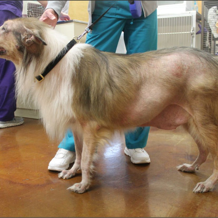 Hipotiroidismo canino: etiología y diagnóstico