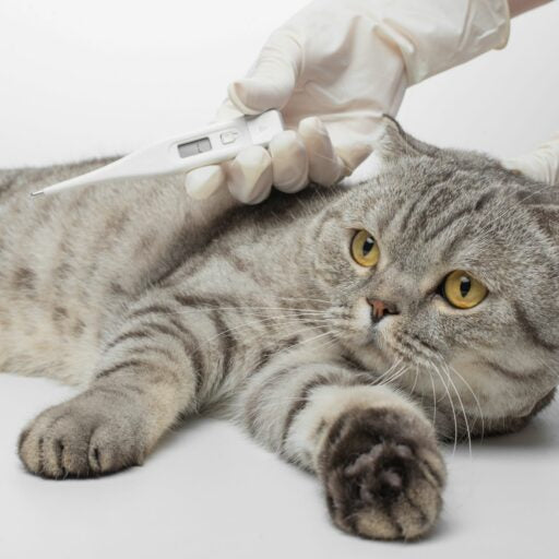 Fiebre en gatos: causas infecciosas