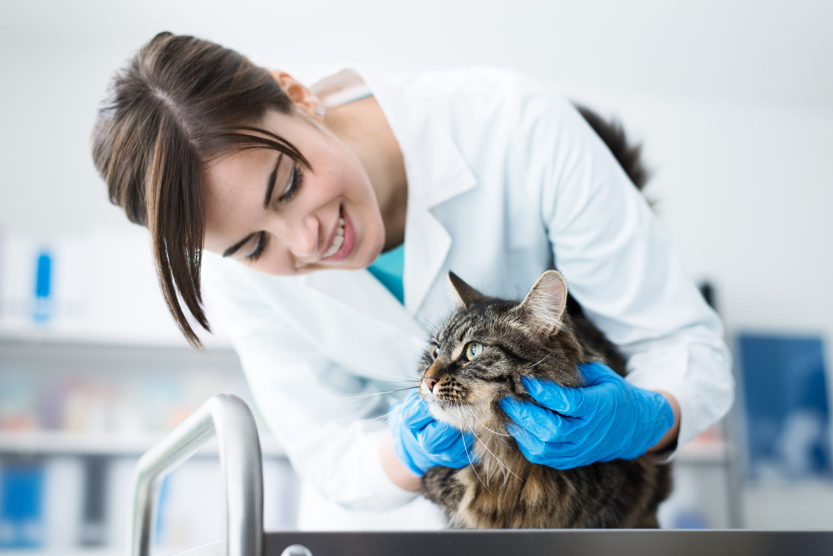 Síntomas de rabia en gatos: ¿que nos tiene que llamar la atención?