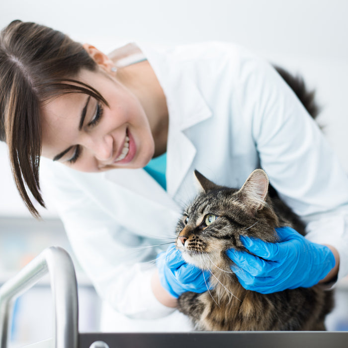 Síntomas de rabia en gatos: ¿que nos tiene que llamar la atención?