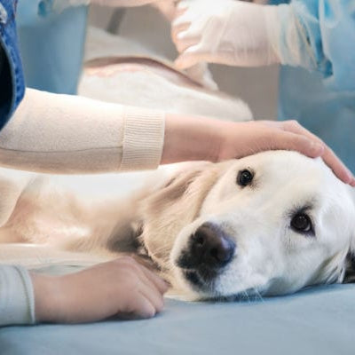 Hipotiroidismo en perro: síntomas típicos y dagnóstico