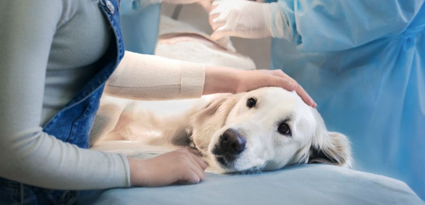 Hipotiroidismo en perro: síntomas típicos y dagnóstico