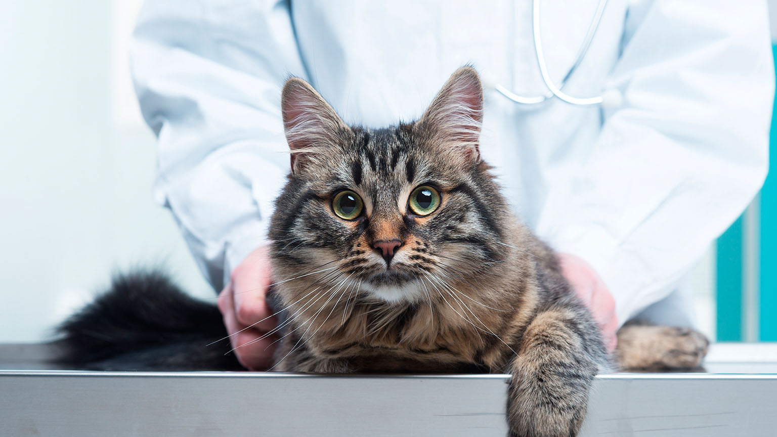 Vitaminas para gatos mayores: Beneficios de la suplementación con B12