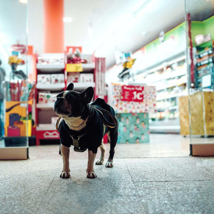 ¿Por qué debería emprender una Pet Shop?