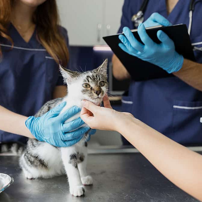 Cardiomiopatía hipertrófica felina: diagnóstico y tratamiento