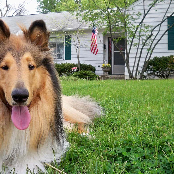 Garrapatas en perros: importancia como vector de enfermedades