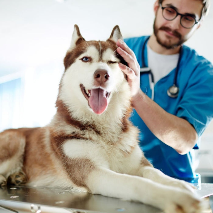 Causas más frecuentes de la pododermatitis en perros