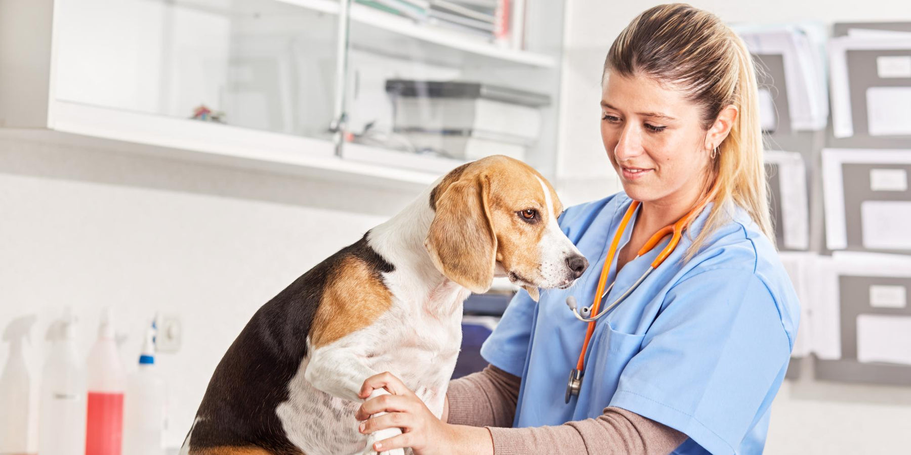 Sedación de perros en la clínica veterinaria
