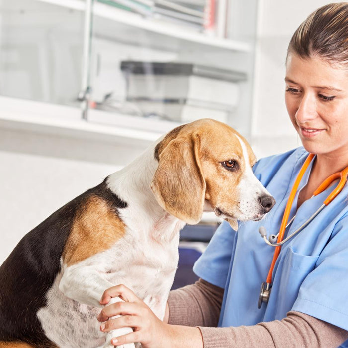 Sedación de perros en la clínica veterinaria