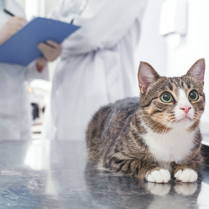 Enfermedades de la membrana nictitante del gato