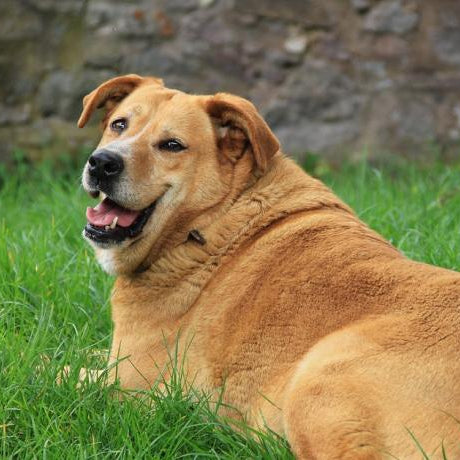 Obesidad en perros, un factor que pone en riesgo su salud.