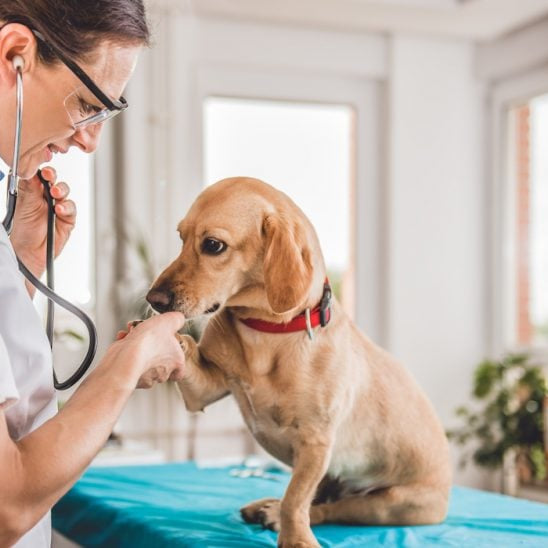 Cáncer en perros mayores: particularidades de la oncología geriátrica