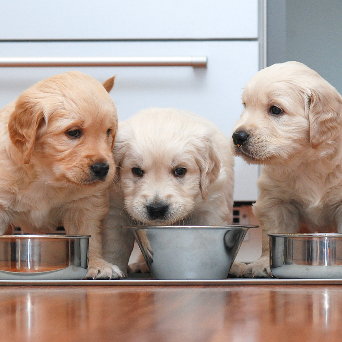 Enfermedades más comunes en cachorros