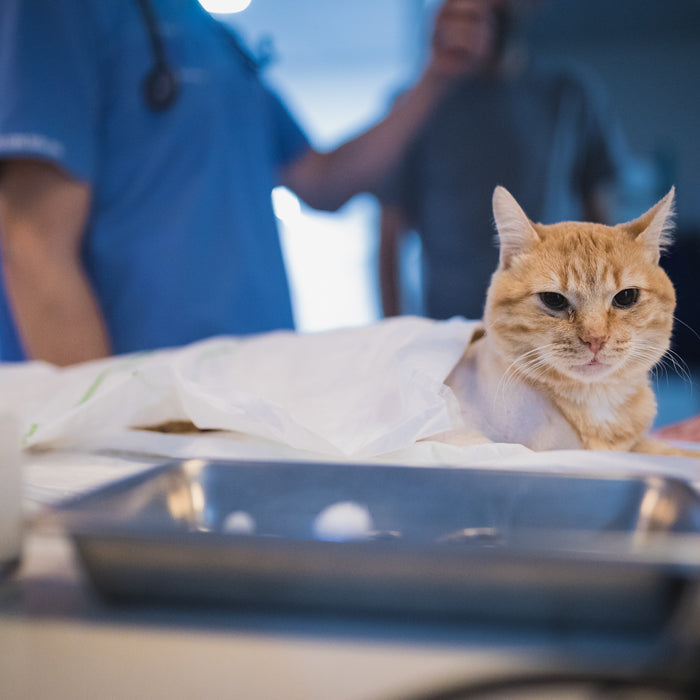 Pododermatitis en gatos: ¿cómo la tratamos?