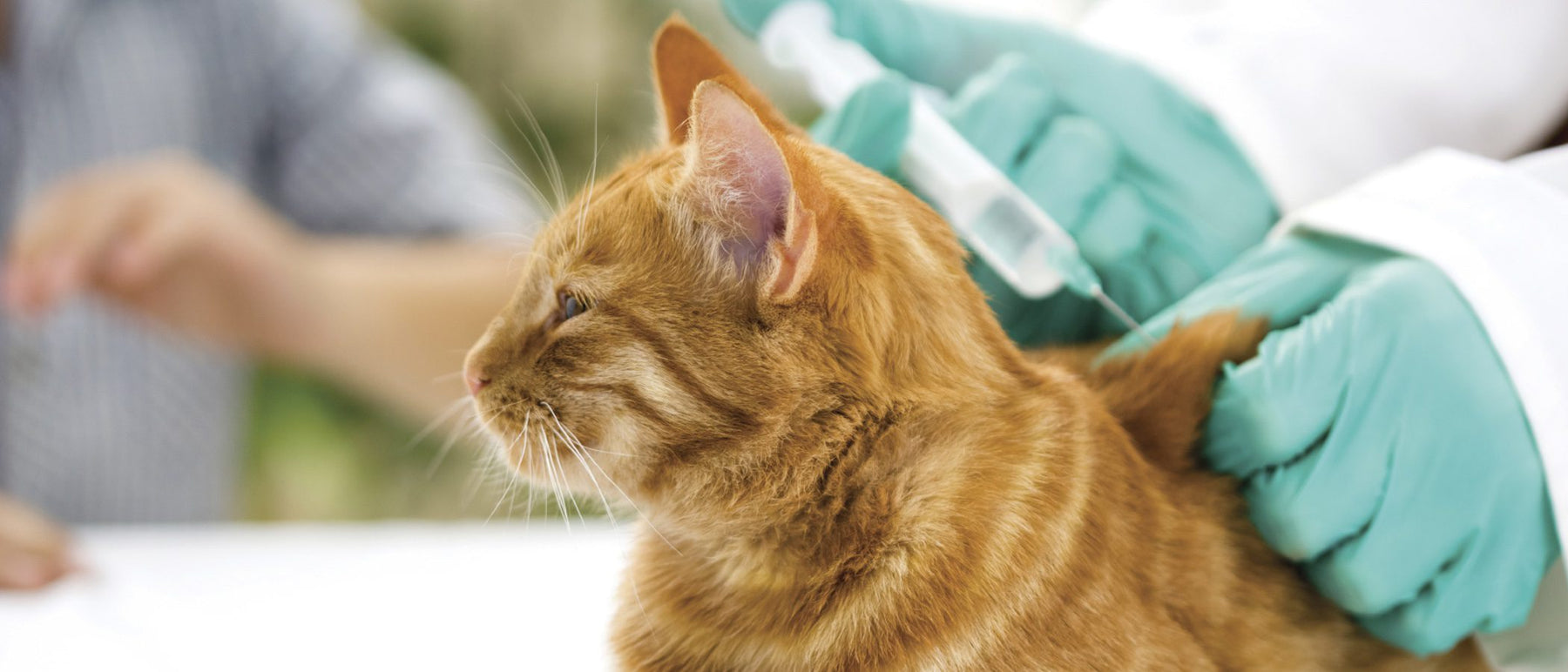 Síntomas de rabia en gatos ¿Sabes cuales son y cómo identificarlos?