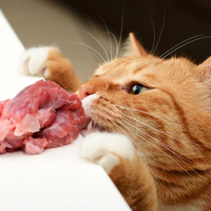 ¿Sabías que los gatos necesitan consumir más proteínas que los perros?
