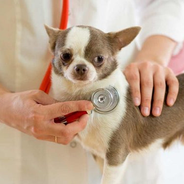 Arritmias en perro: clasificación y recomendaciones terapéuticas