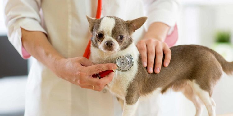 Arritmias en perro: clasificación y recomendaciones terapéuticas