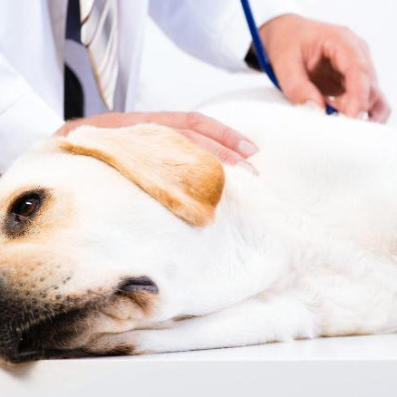 Parálisis facial en perro: etiología y diagnóstico