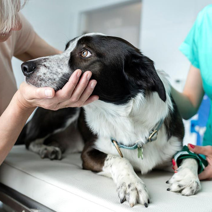 Cáncer en perros mayores: particularidades de la oncología geriátrica