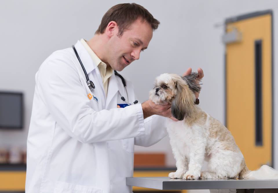Uveítis en perros: diagnóstico y tratamiento