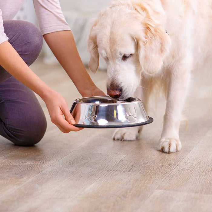 Beneficios del arroz en la alimentación de los perros