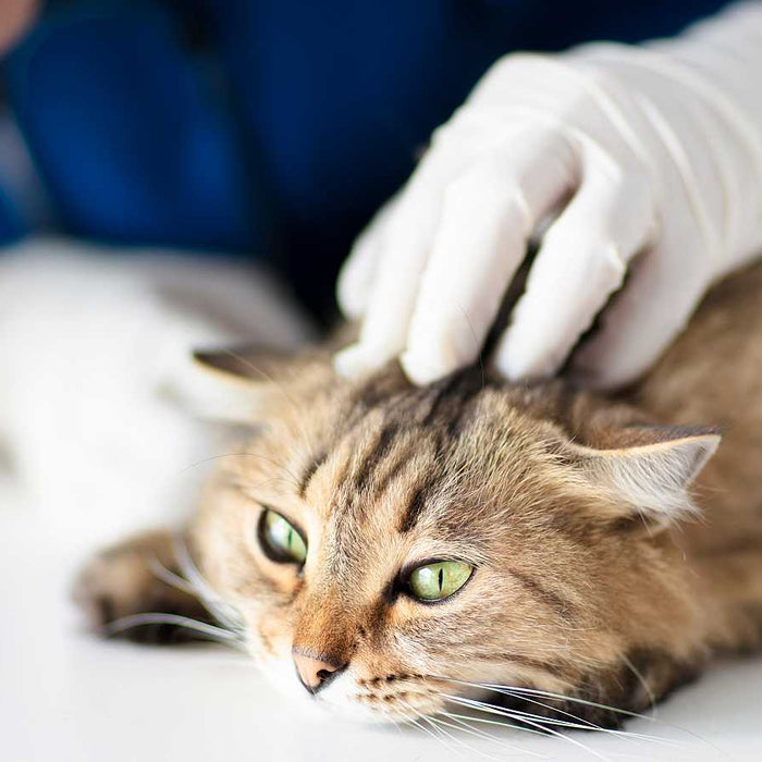 El coronavirus felino: más que una gastroenteritis