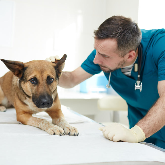 Enfermedades articulares en perros y la importancia de una dieta adaptada