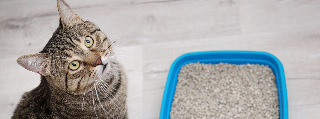 El papel de dieta en el síndrome urinario felino