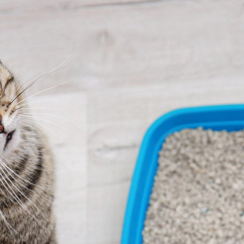 El papel de dieta en el síndrome urinario felino