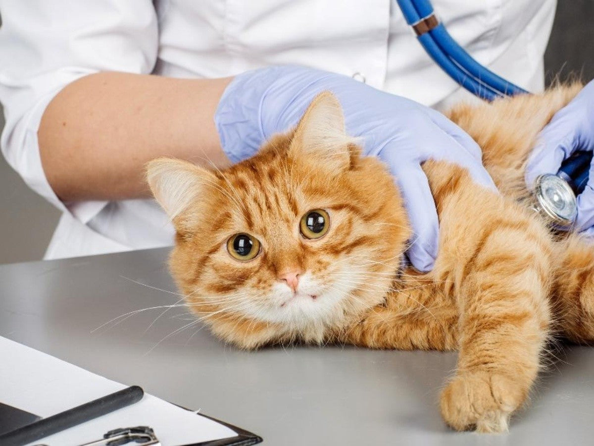 Cáncer de piel en gatos- ¿cuáles son las neoplasias más frecuentes?