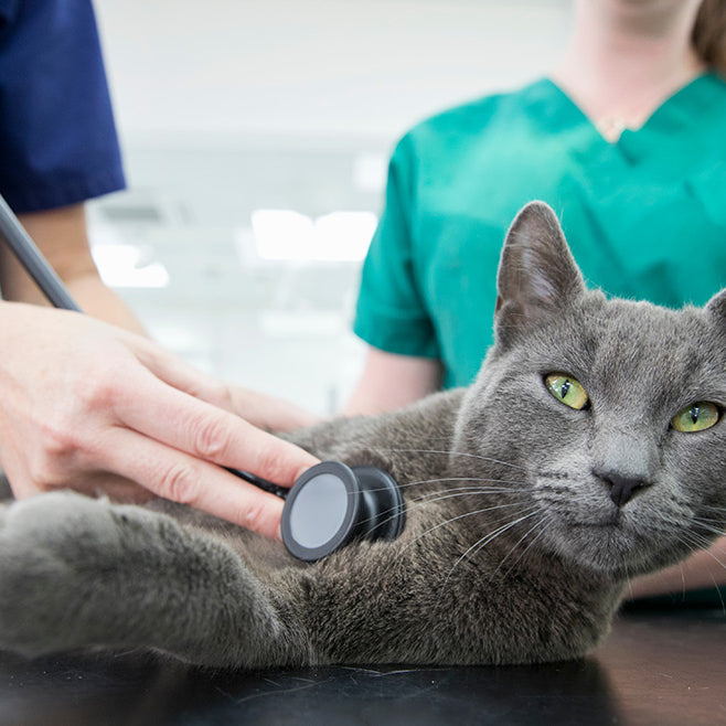 Abcesos en gatos: un problema frecuente