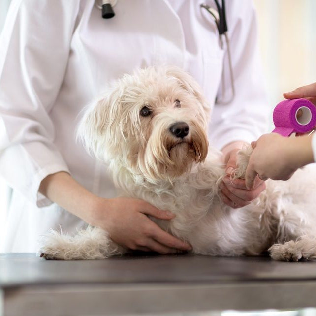 Vena safena en perro: una alternativa para la venoclisis