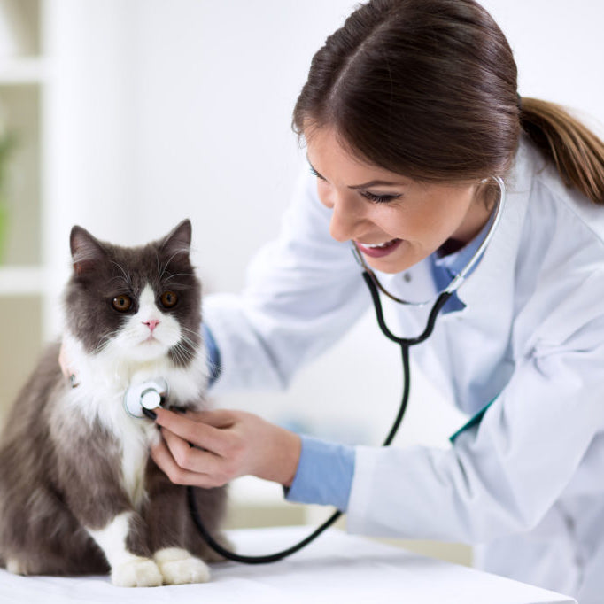 Verrugas en gatos: valoración del gato con papilomatosis