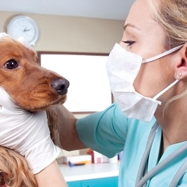 Coccidiosis en perros: importancia clínica