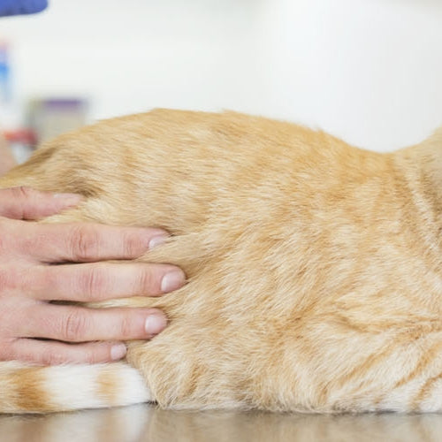 Dietas para sobrepeso en gatos