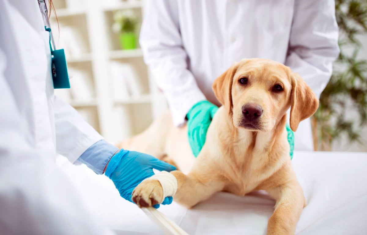 Servicio de urgencias veterinarias, un valor adicional para tu clínica