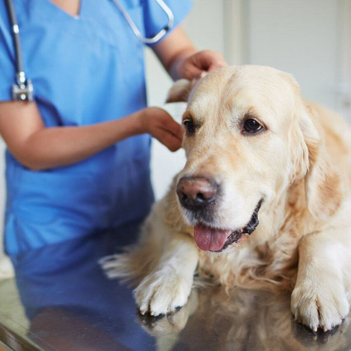 Verrugas en perros: revisión de la papilomatosis canina