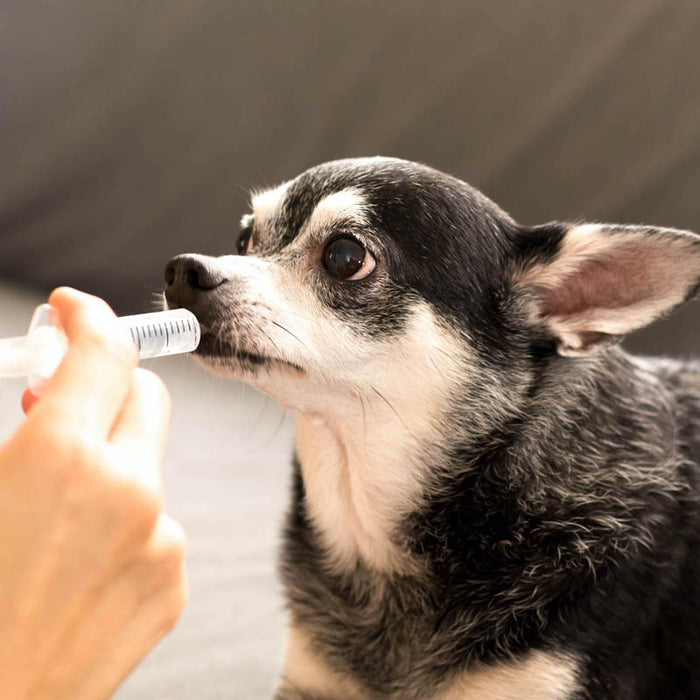 Hipocalcemia en perro: etiología y manejo