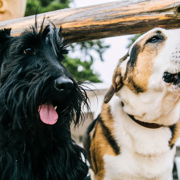 ¿Eliminaron el IVA del alimento para mascotas, perros y gatos?