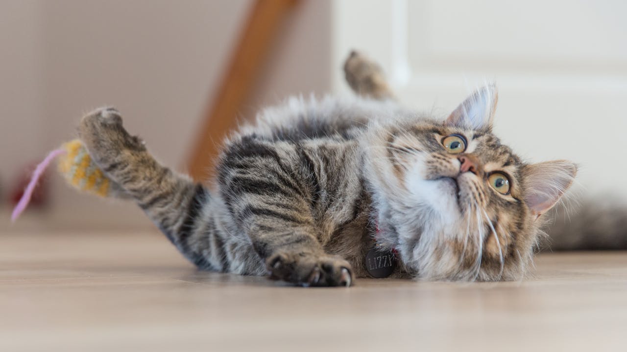 Tratamiento Efectivo de Padecimientos Renales en Gatos: Avances en Nutrición Veterinaria