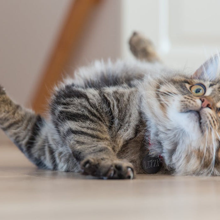 Tratamiento Efectivo de Padecimientos Renales en Gatos: Avances en Nutrición Veterinaria