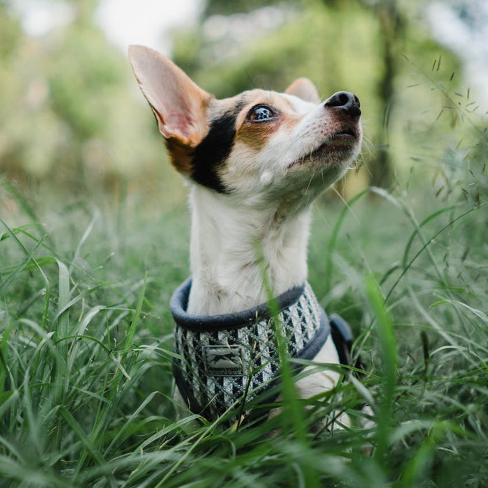 Diagnóstico diferencial de alergia ambiental y alergia alimentaria en perros