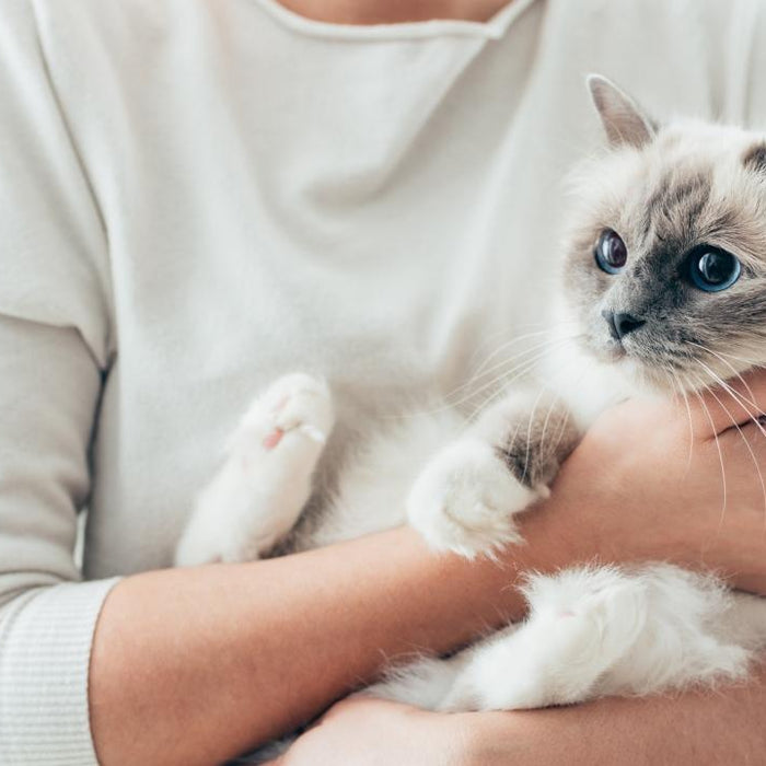 Evidencia científica del uso de probióticos en gatos