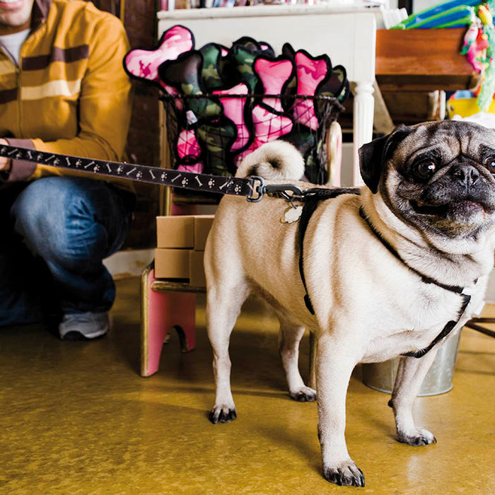 ¿Qué debo saber al abrir una Pet Shop?
